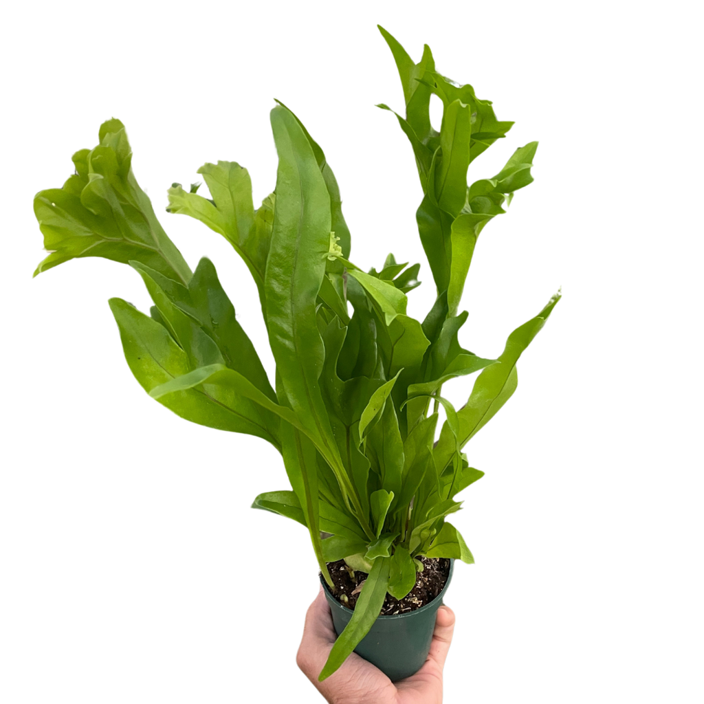 Fern Green Flame