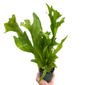 Fern Green Flame