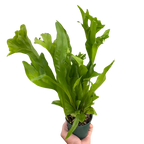 Fern Green Flame