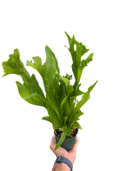 Fern Green Flame
