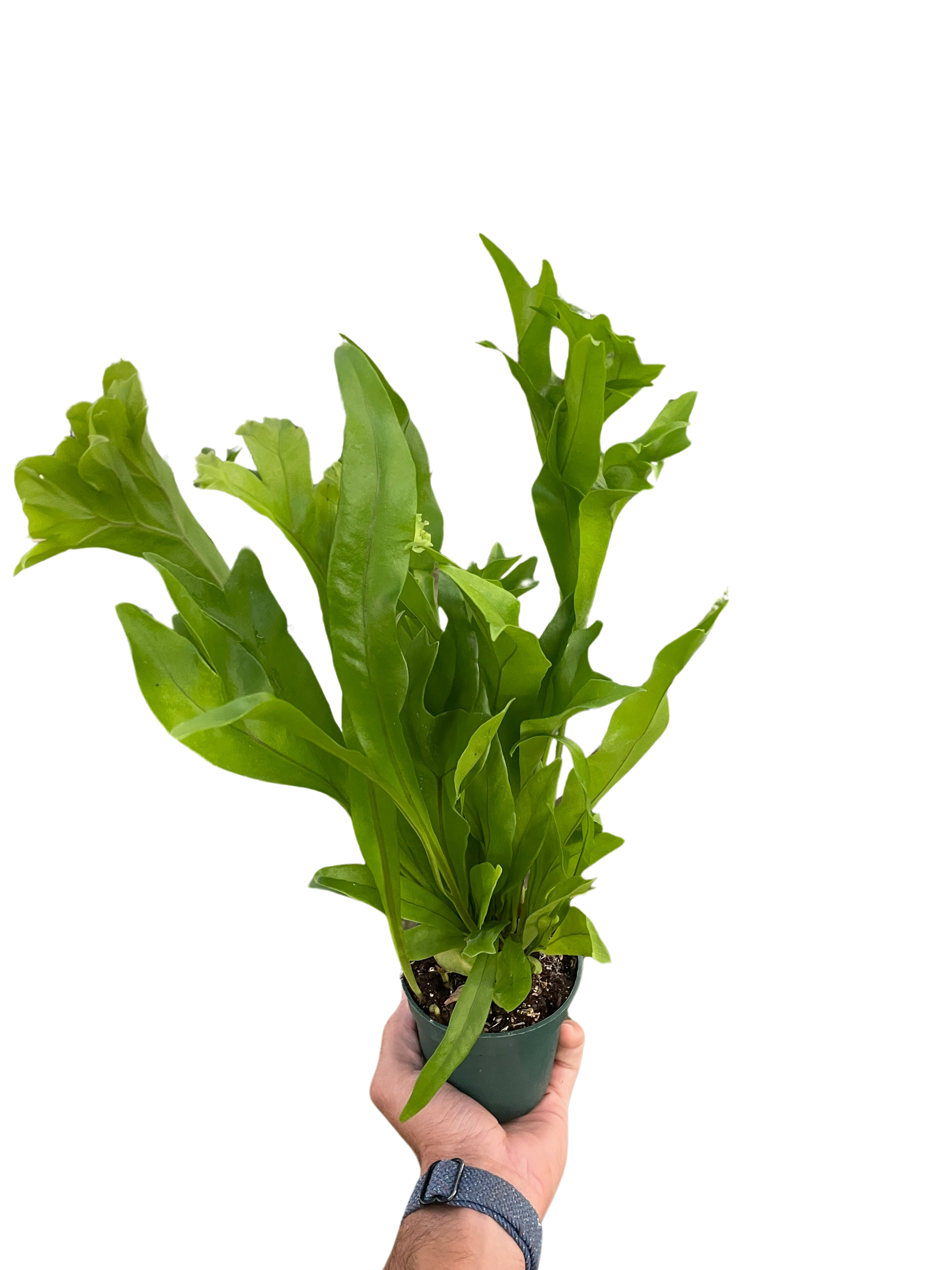Fern Green Flame