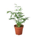 Fern Silver Lace