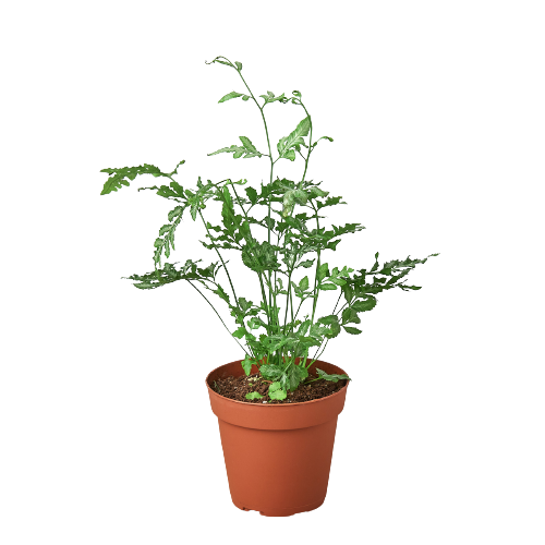 Fern Silver Lace