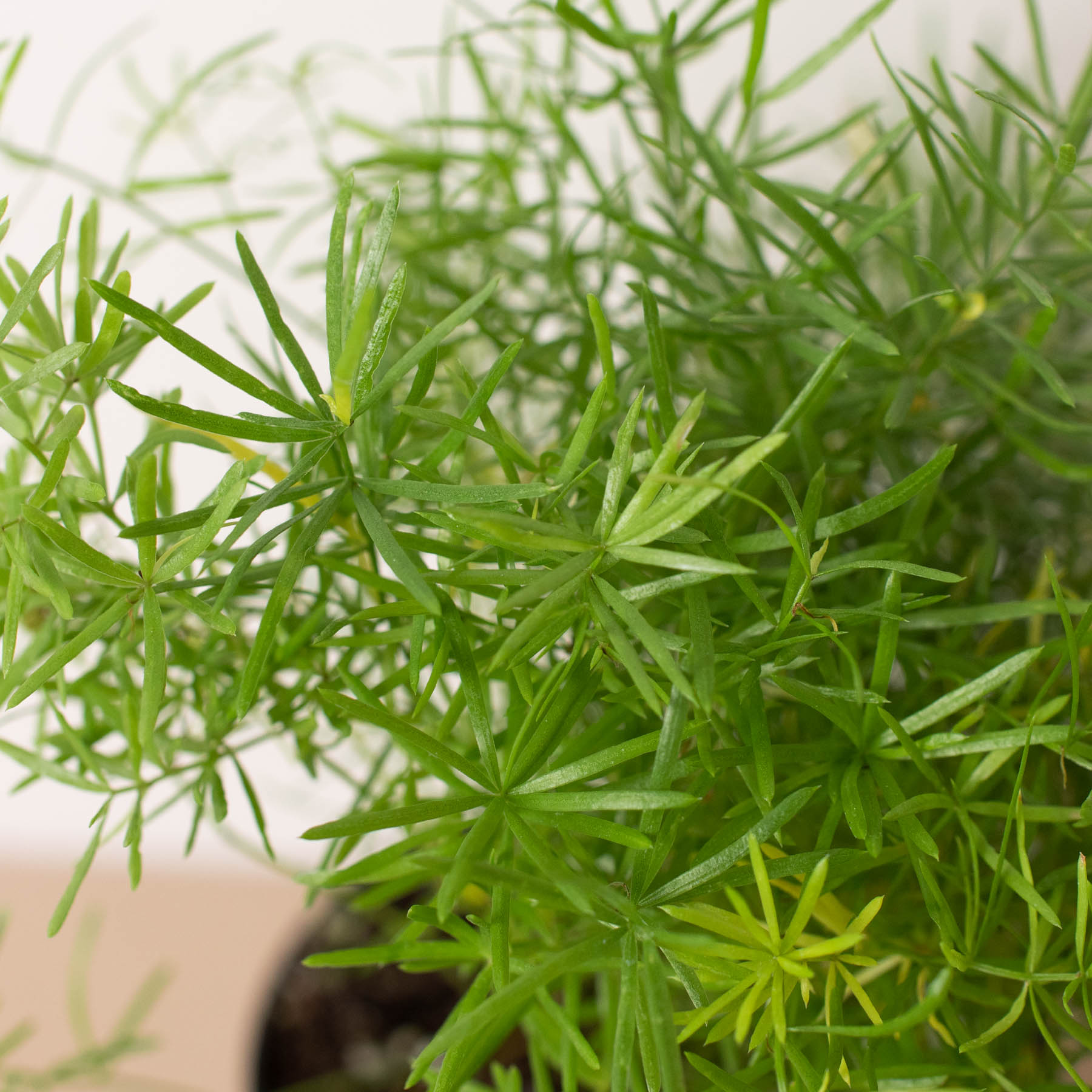 Fern Sprengeri