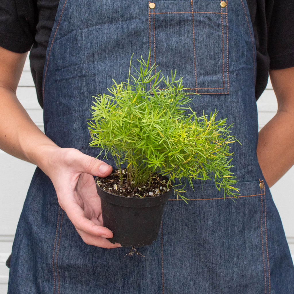 Fern Sprengeri