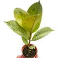 Ficus Shivereana Moonshine