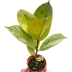 Ficus Shivereana Moonshine