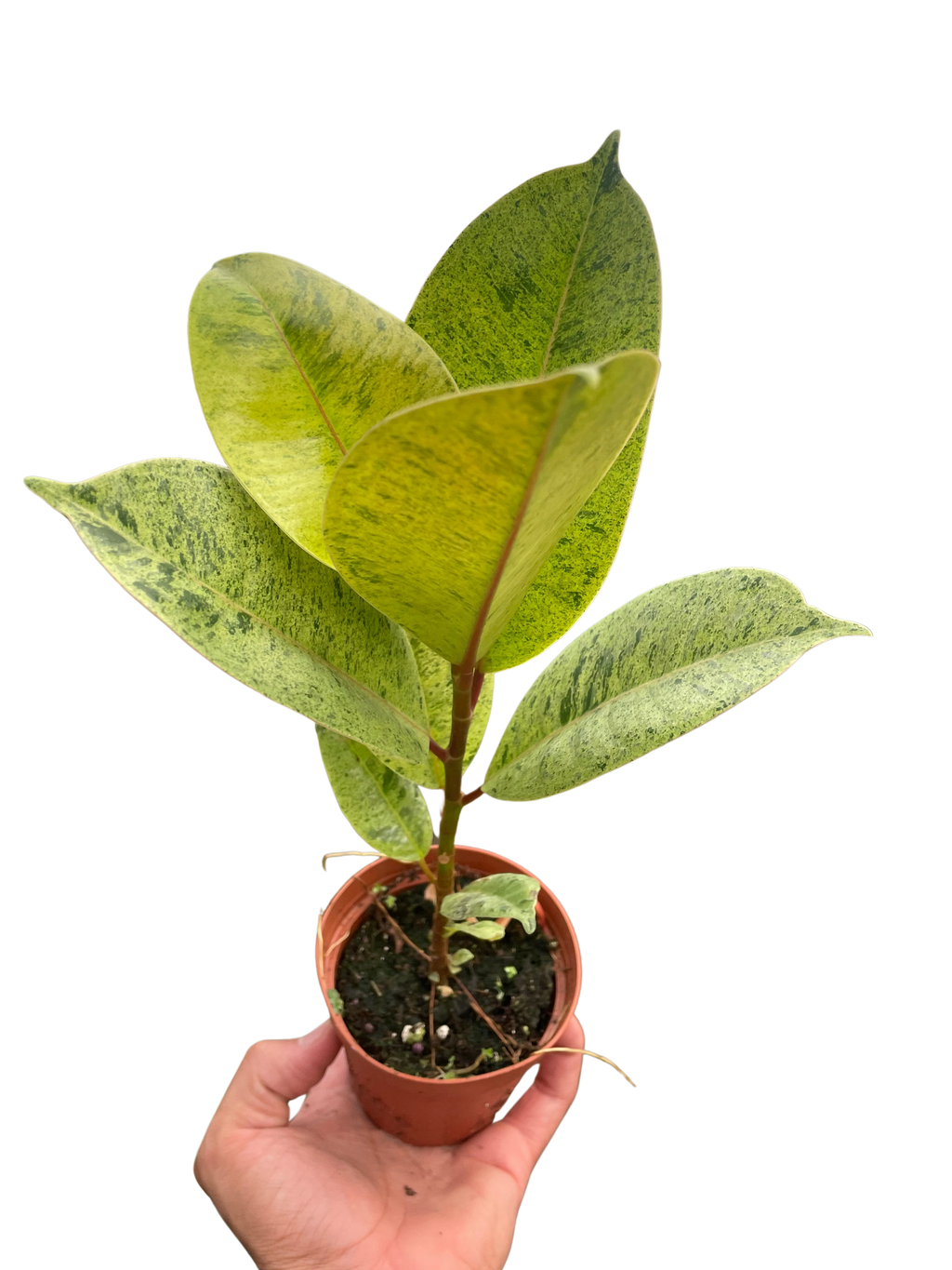 Ficus Shivereana Moonshine