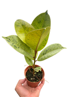 Ficus Shivereana Moonshine