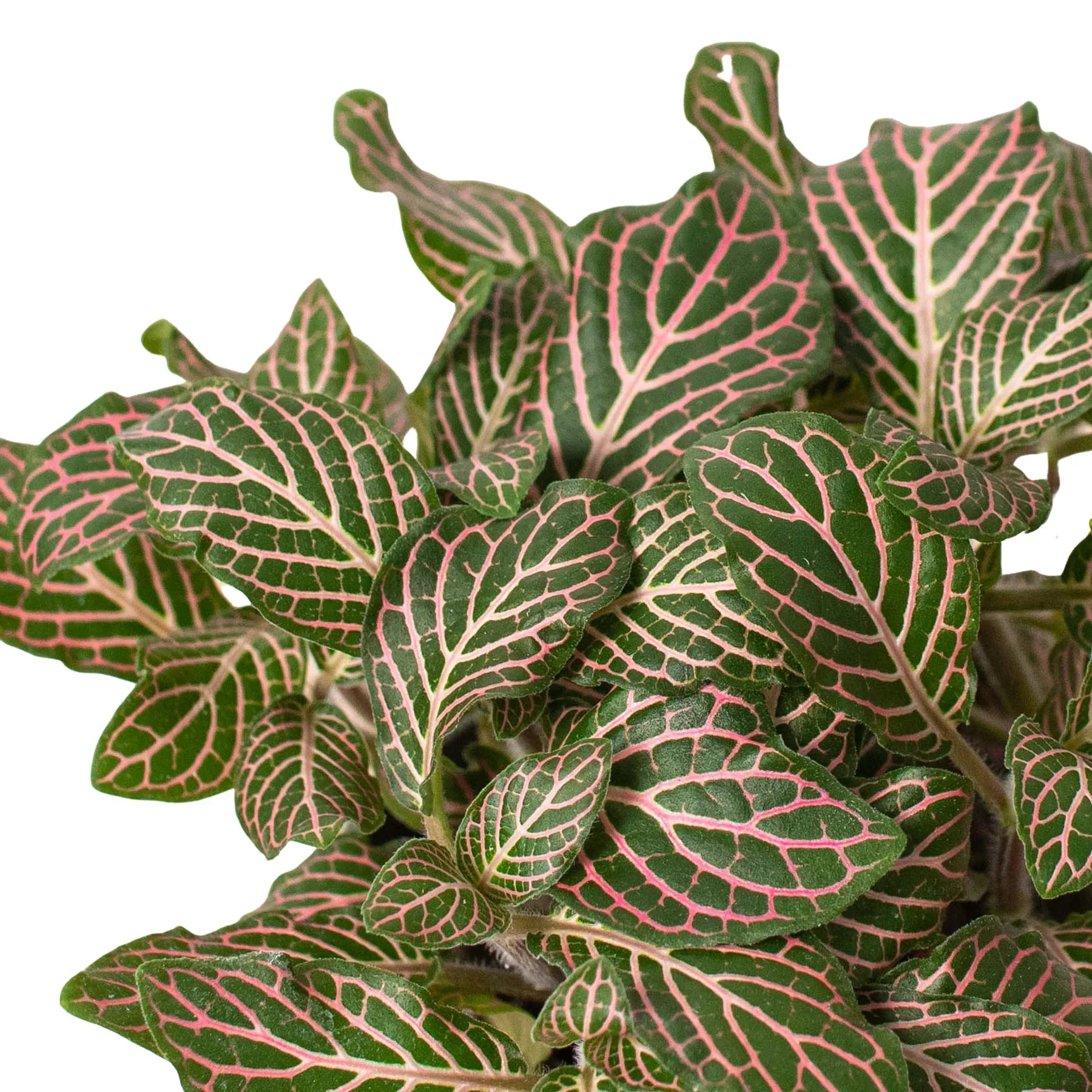 Fittonia Pink