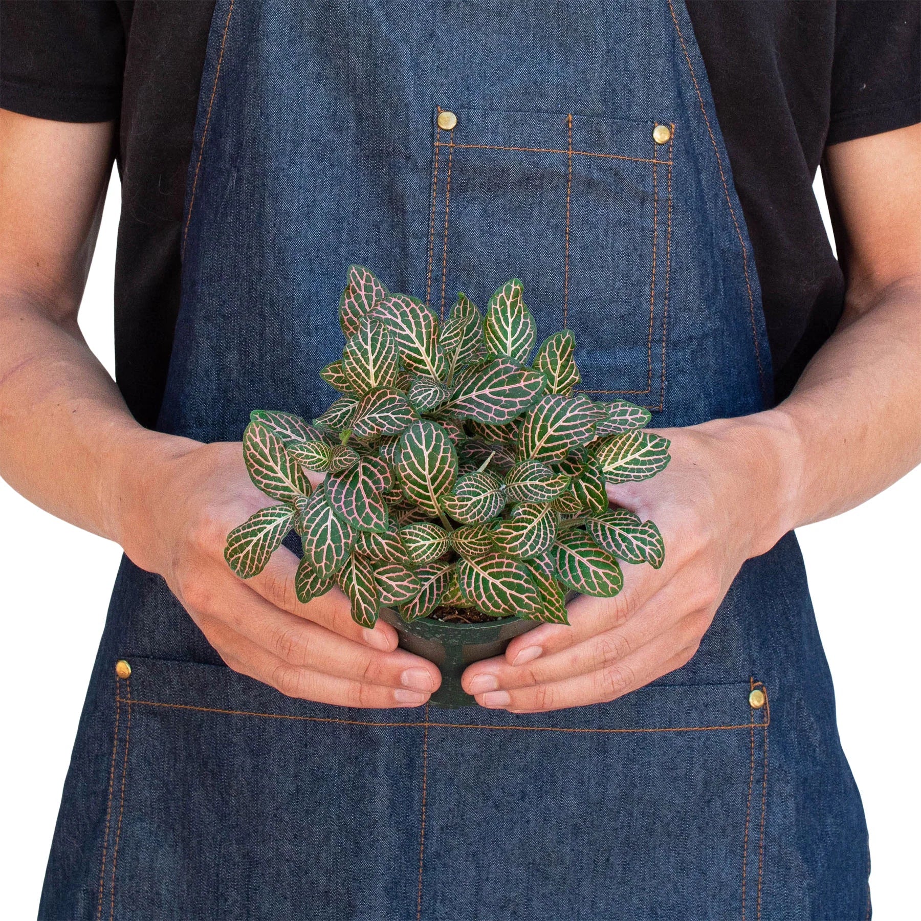Fittonia Pink