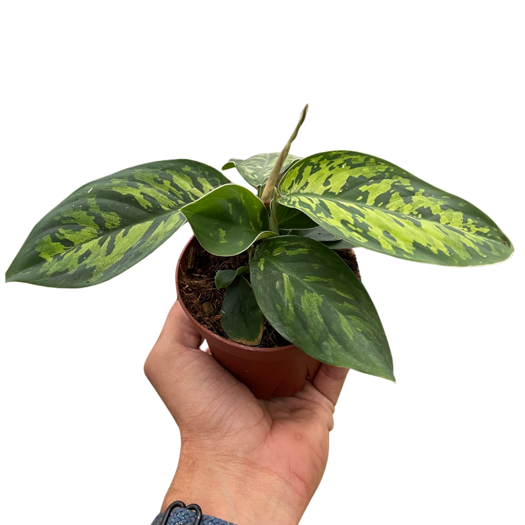Homalomena Camouflage
