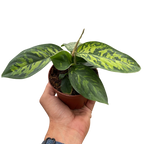 Homalomena Camouflage