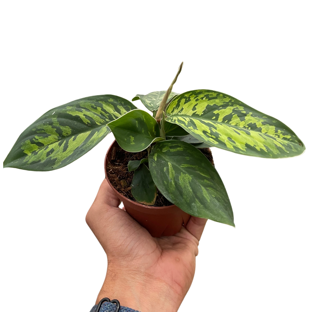 Homalomena Camouflage