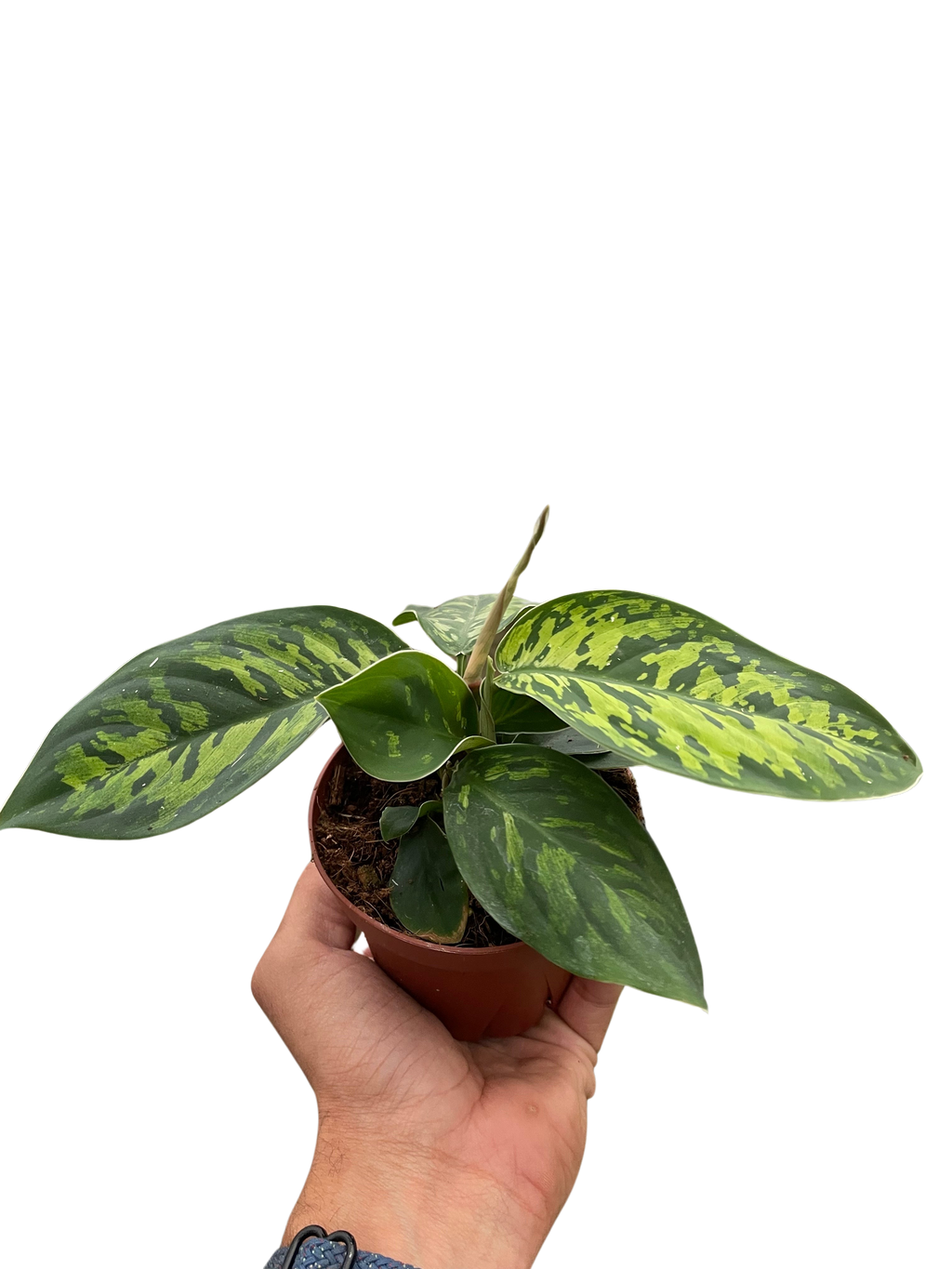 Homalomena Camouflage