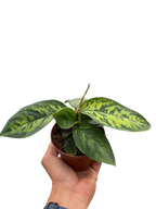 Homalomena Camouflage