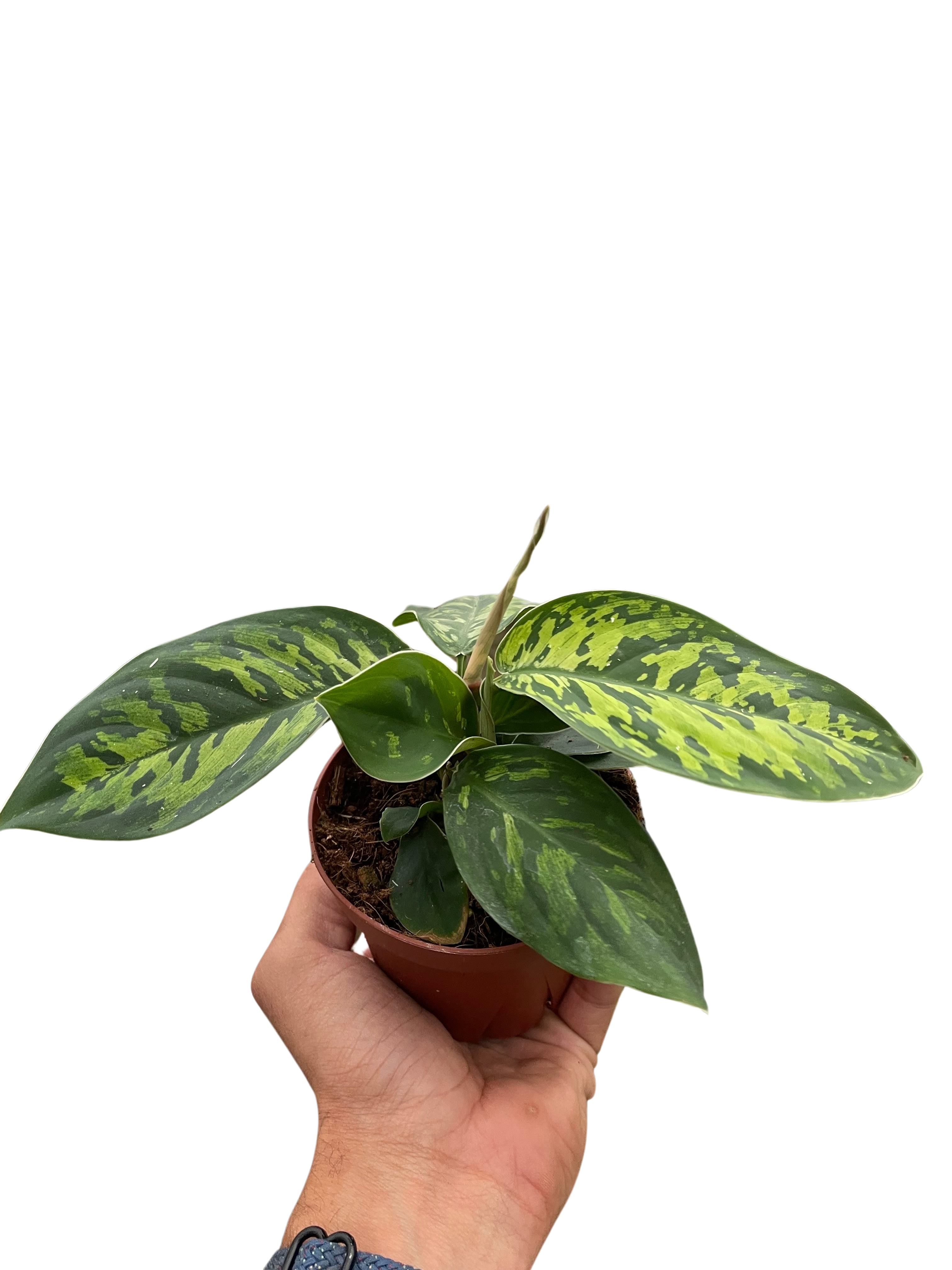 Homalomena Camouflage