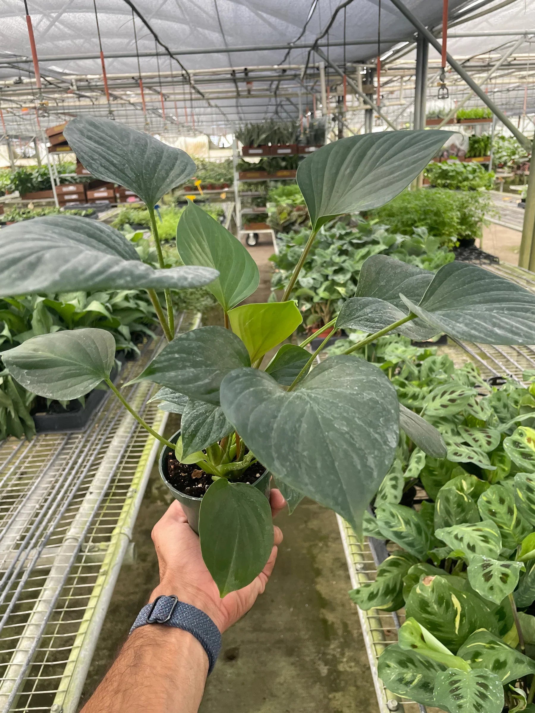 Homalomena Emerald Gem