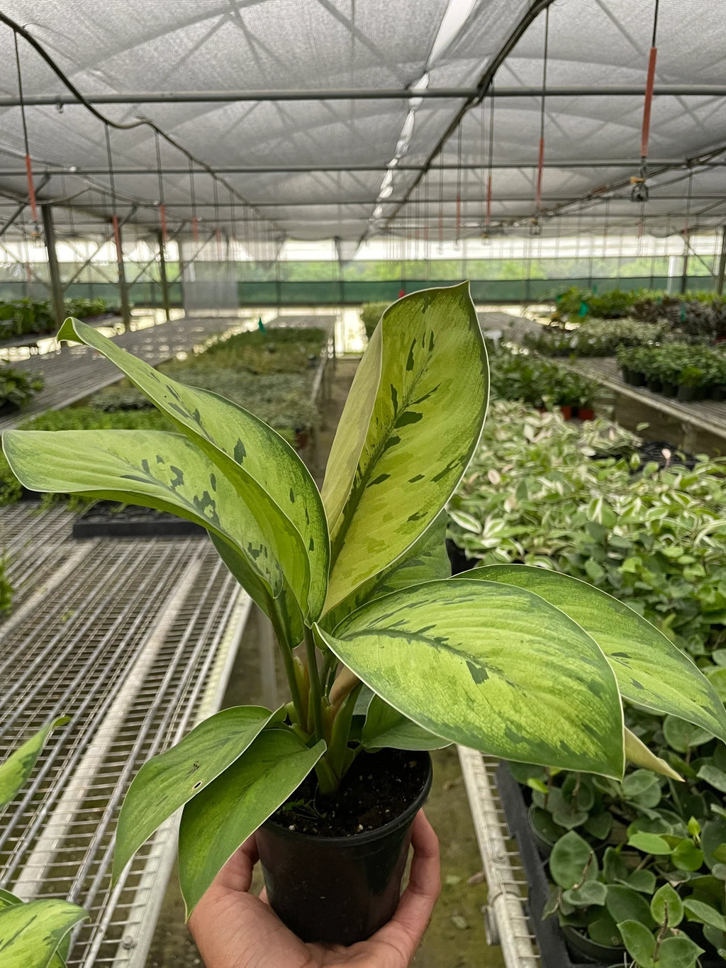 Homalomena Selby