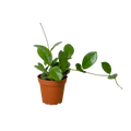 Hoya Australis