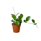 Hoya Australis
