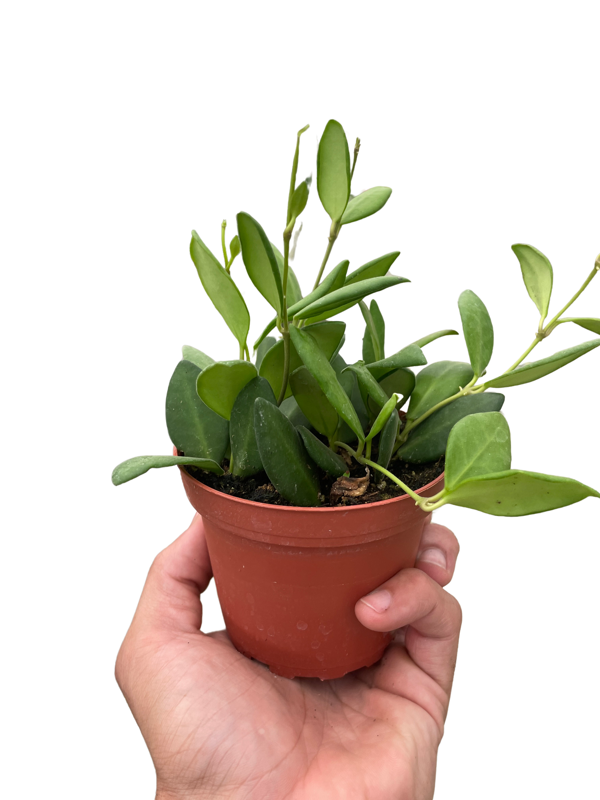 Hoya Chouke