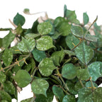 Hoya Curtisii