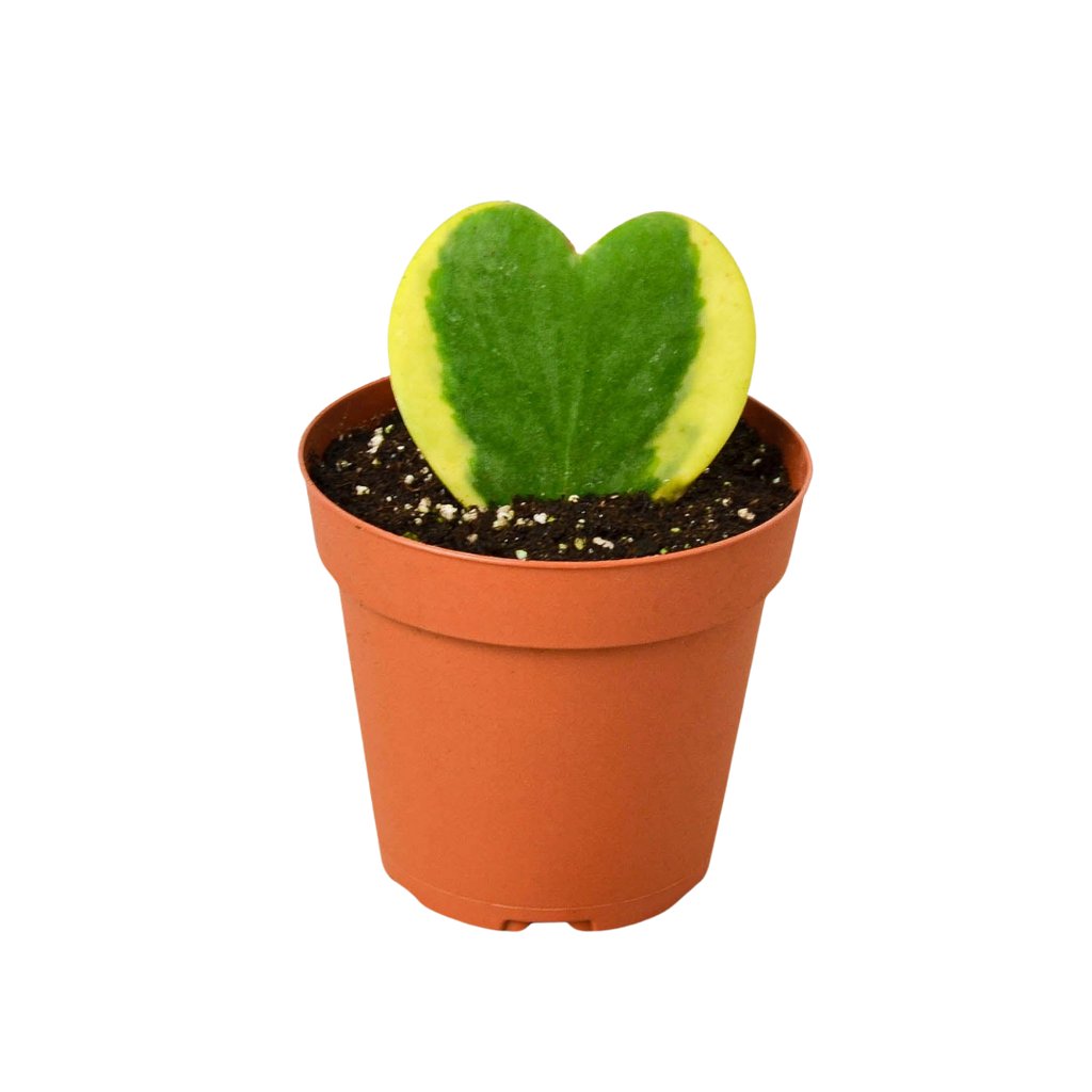 Hoya Sweetheart Variegated