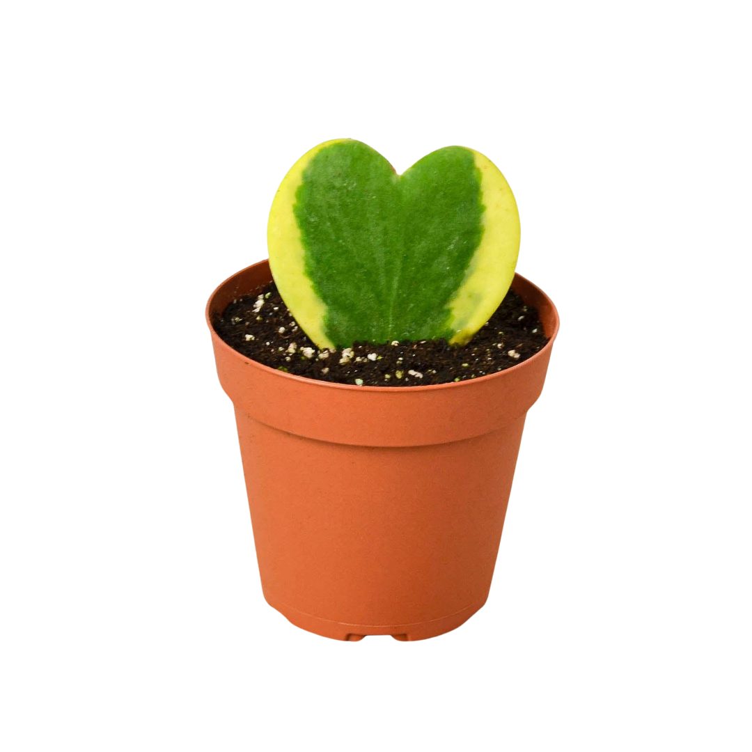 Hoya Sweetheart Variegated