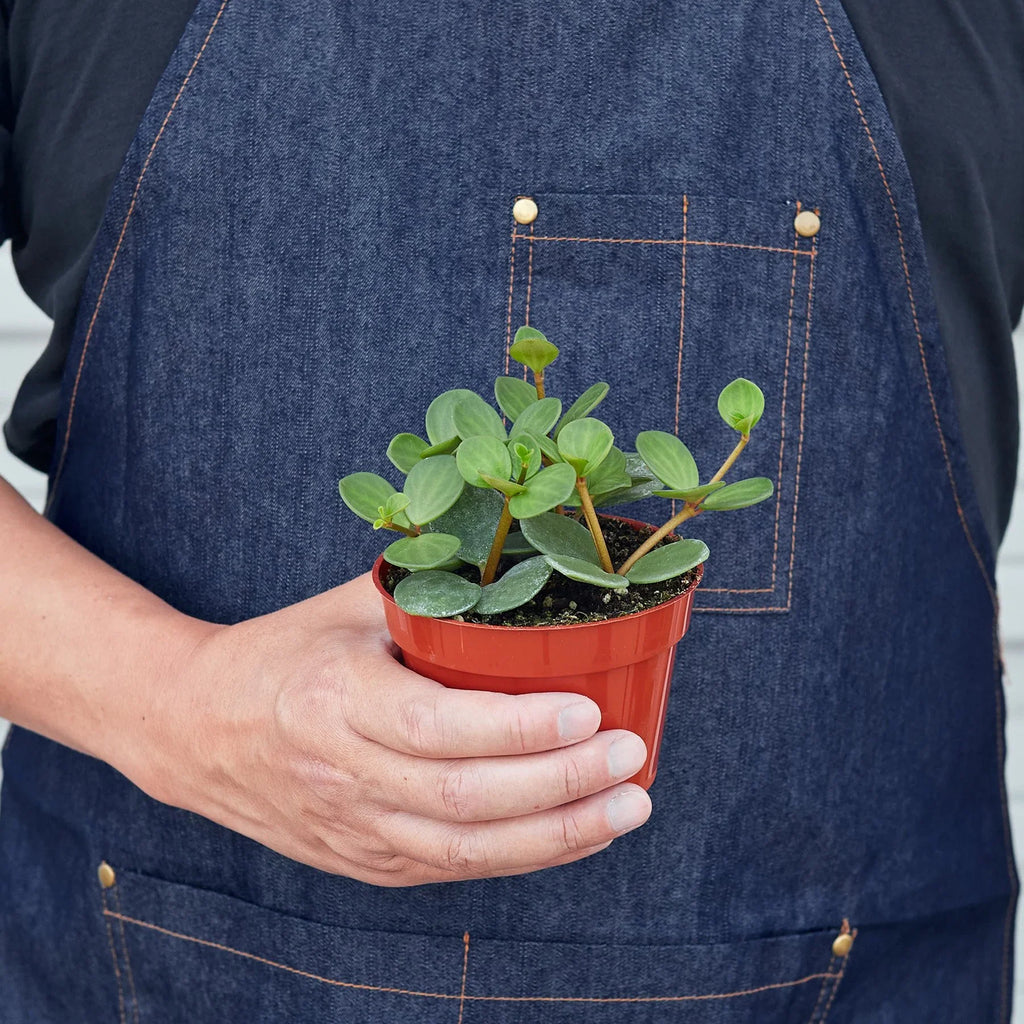 Peperomia Hope