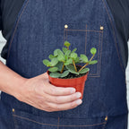 Peperomia Hope