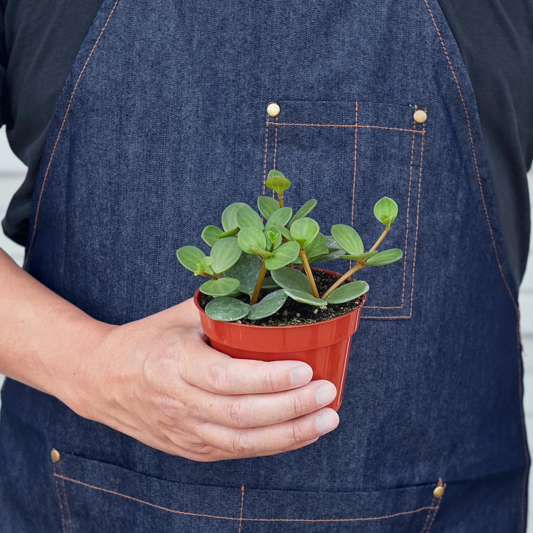 Peperomia Hope