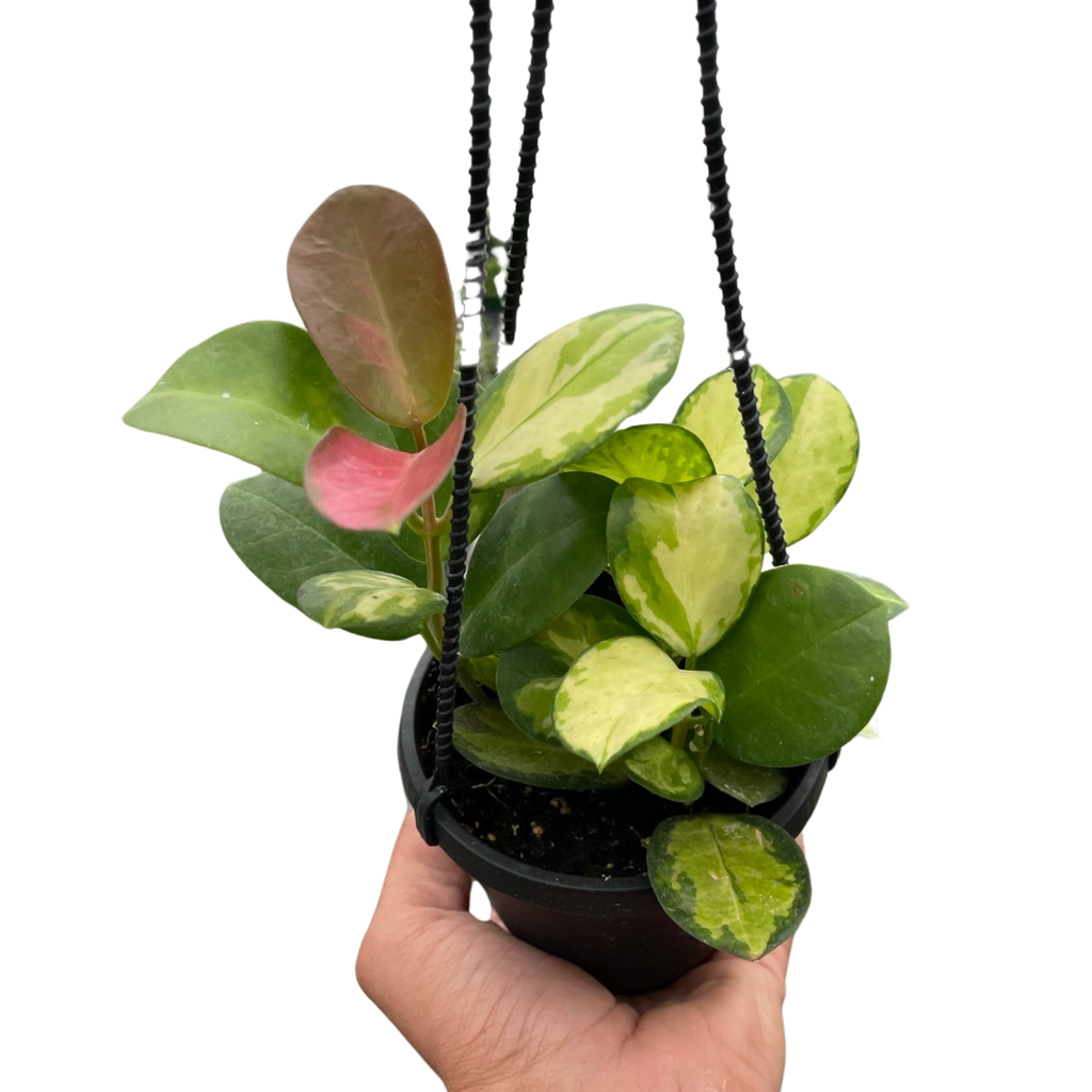 Hoya Lisa