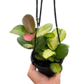 Hoya Lisa