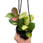 Hoya Lisa