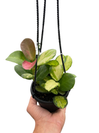 Hoya Lisa