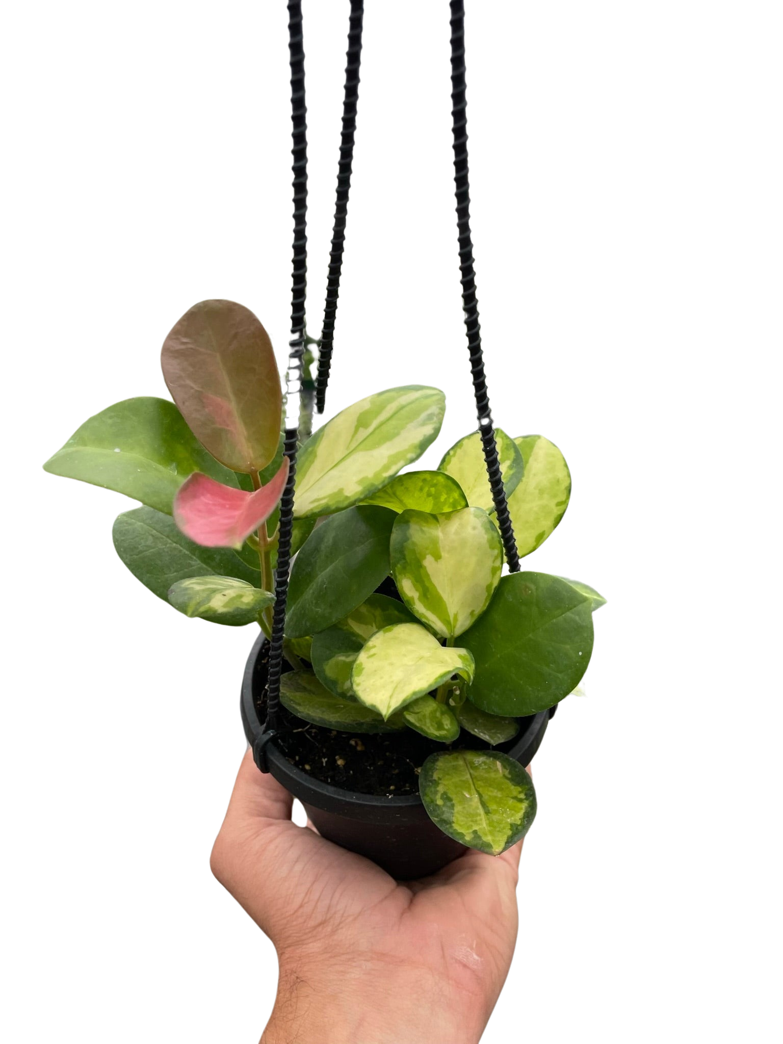 Hoya Lisa