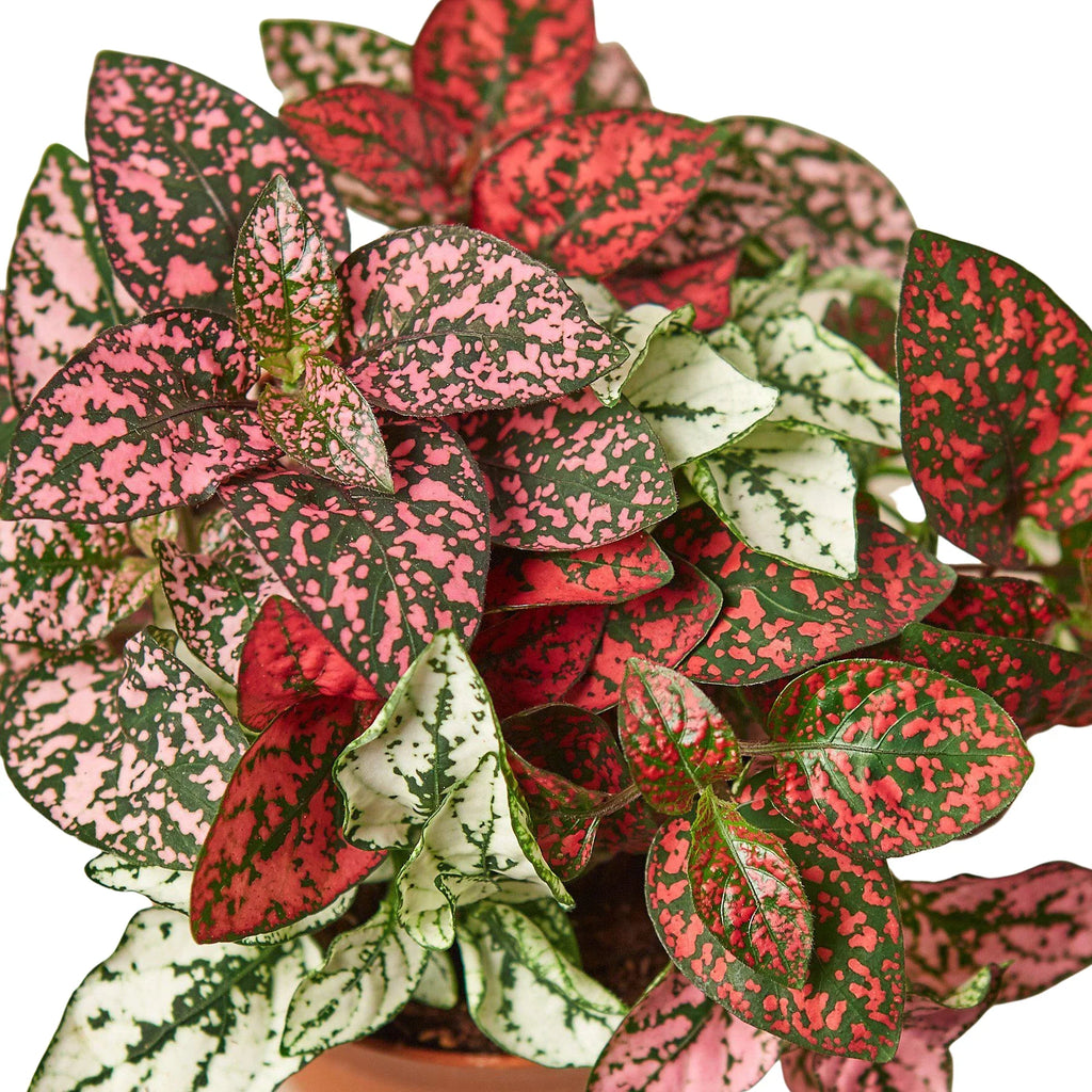 Hypoestes Polka Dot
