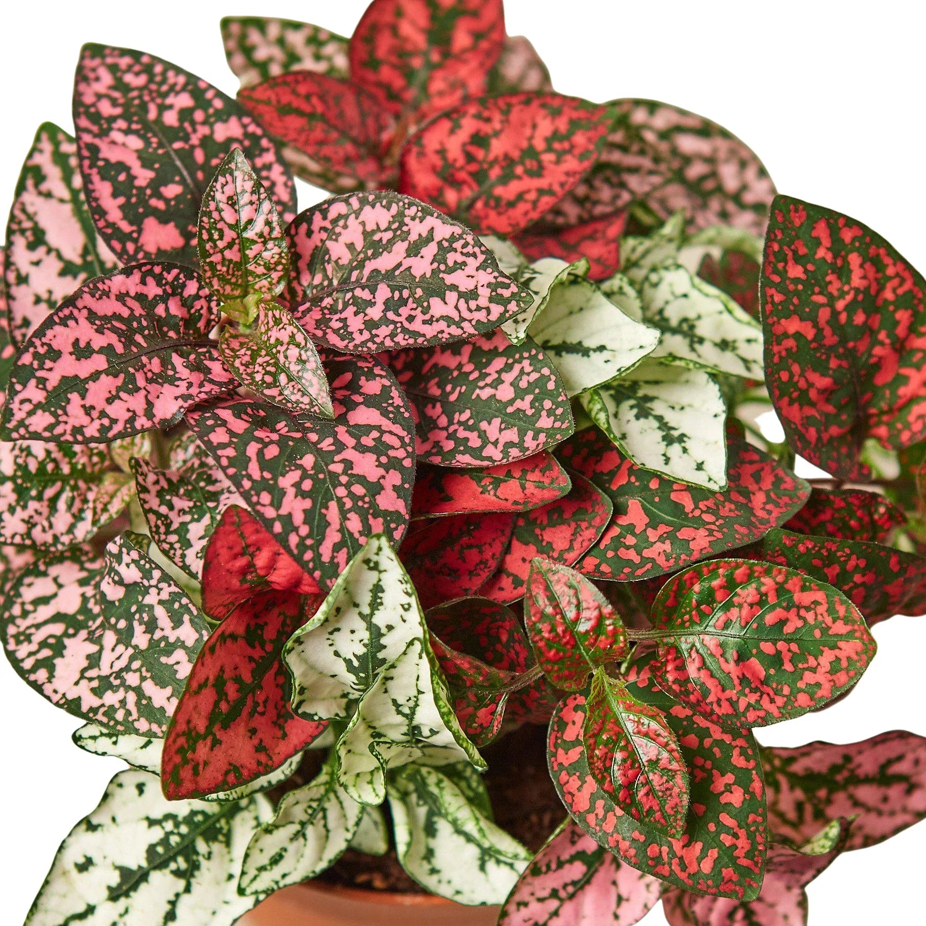 Hypoestes Polka Dot