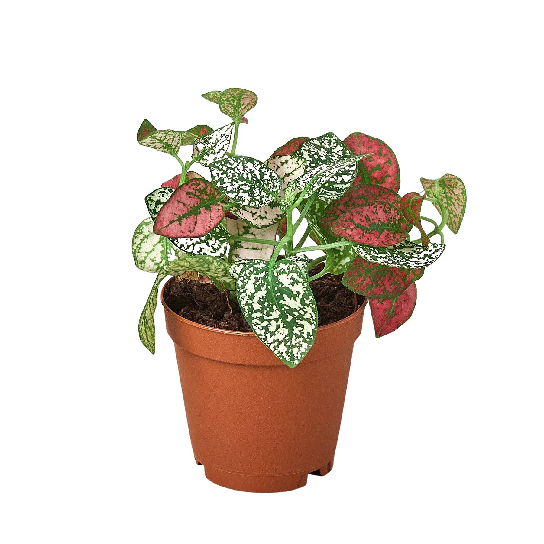 Hypoestes Polka Dot