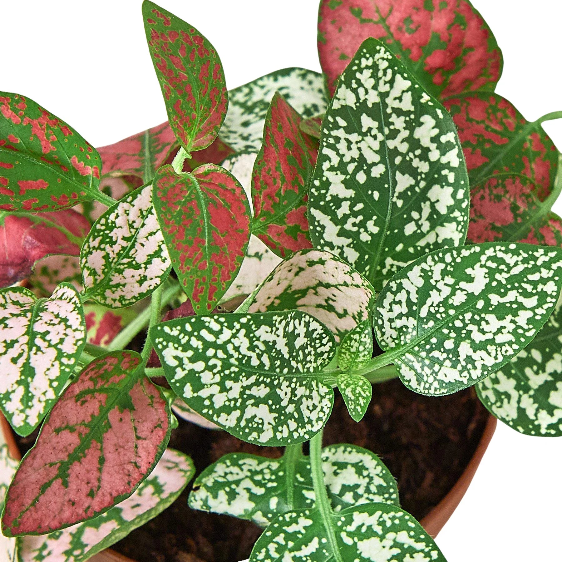 Hypoestes Polka Dot
