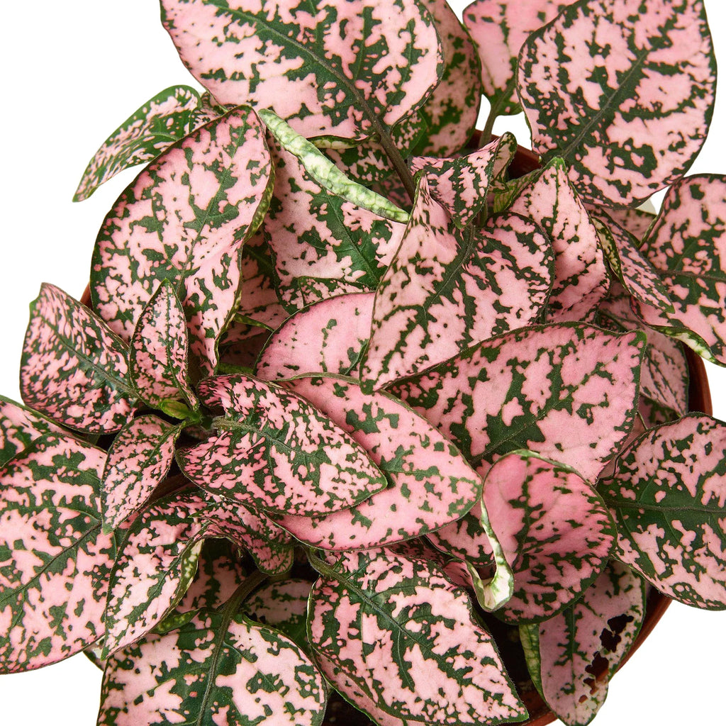 Hypoestes Polka Dot