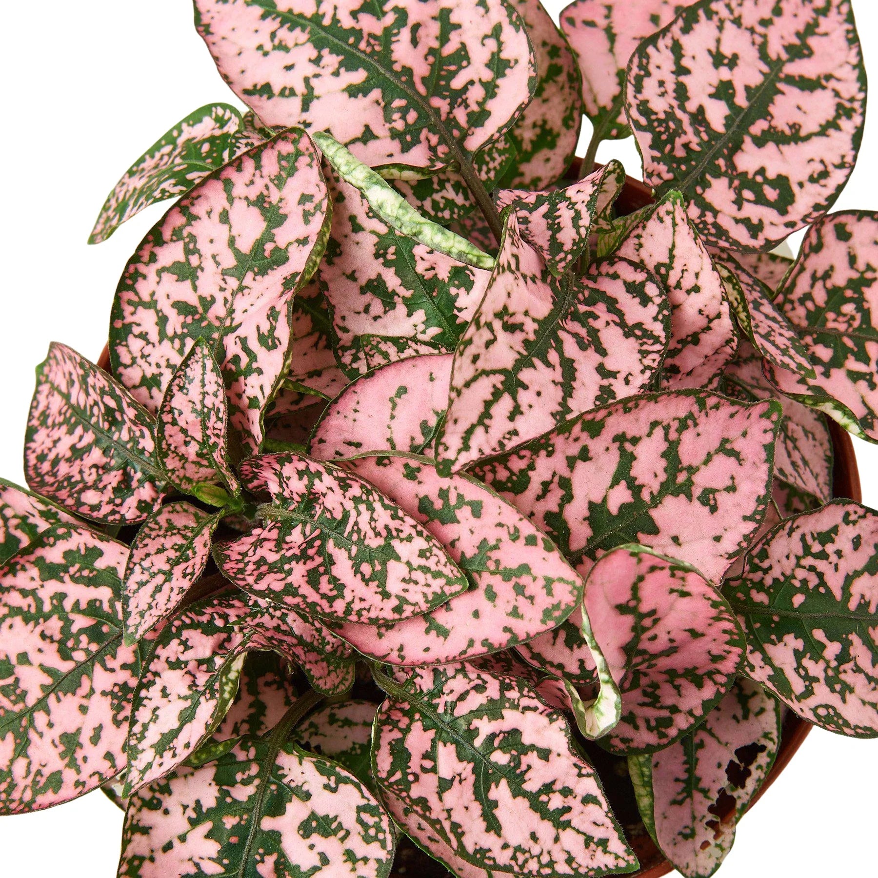 Hypoestes Polka Dot
