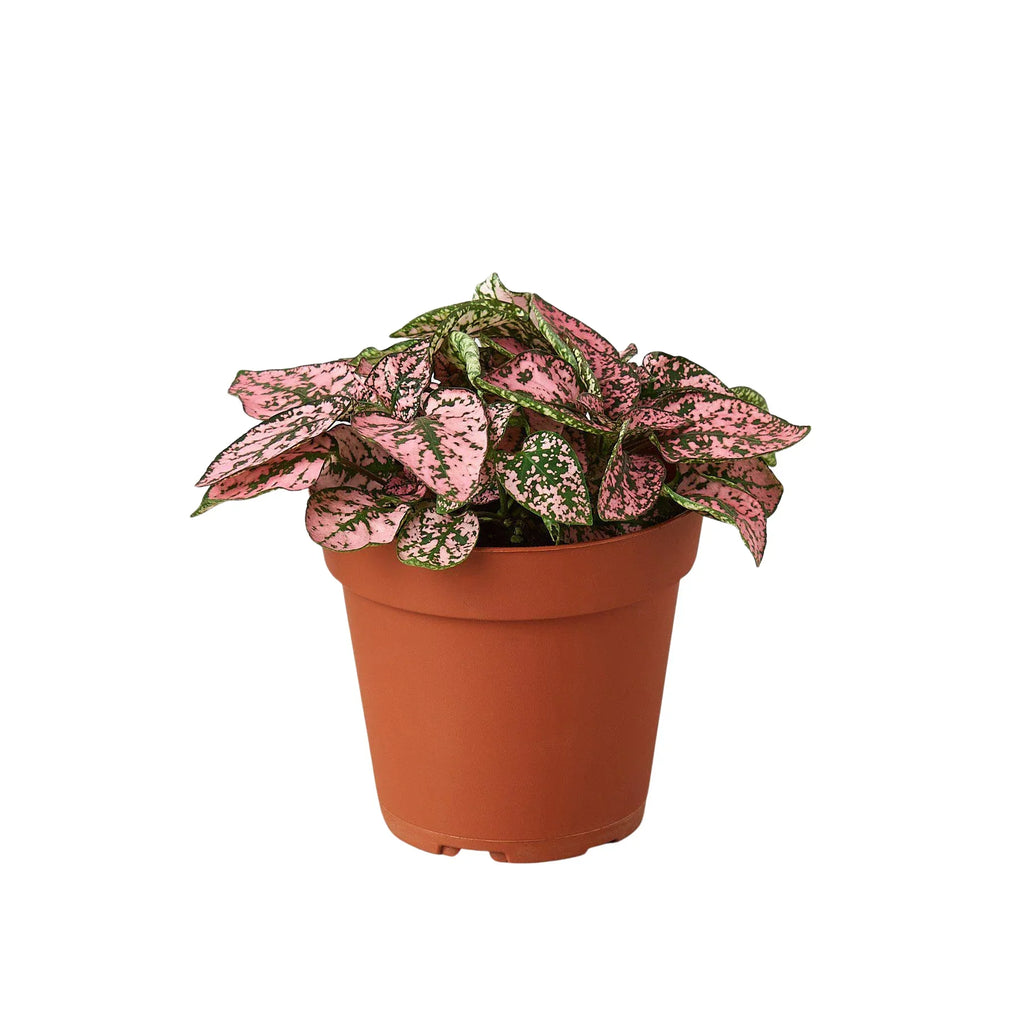 Hypoestes Polka Dot