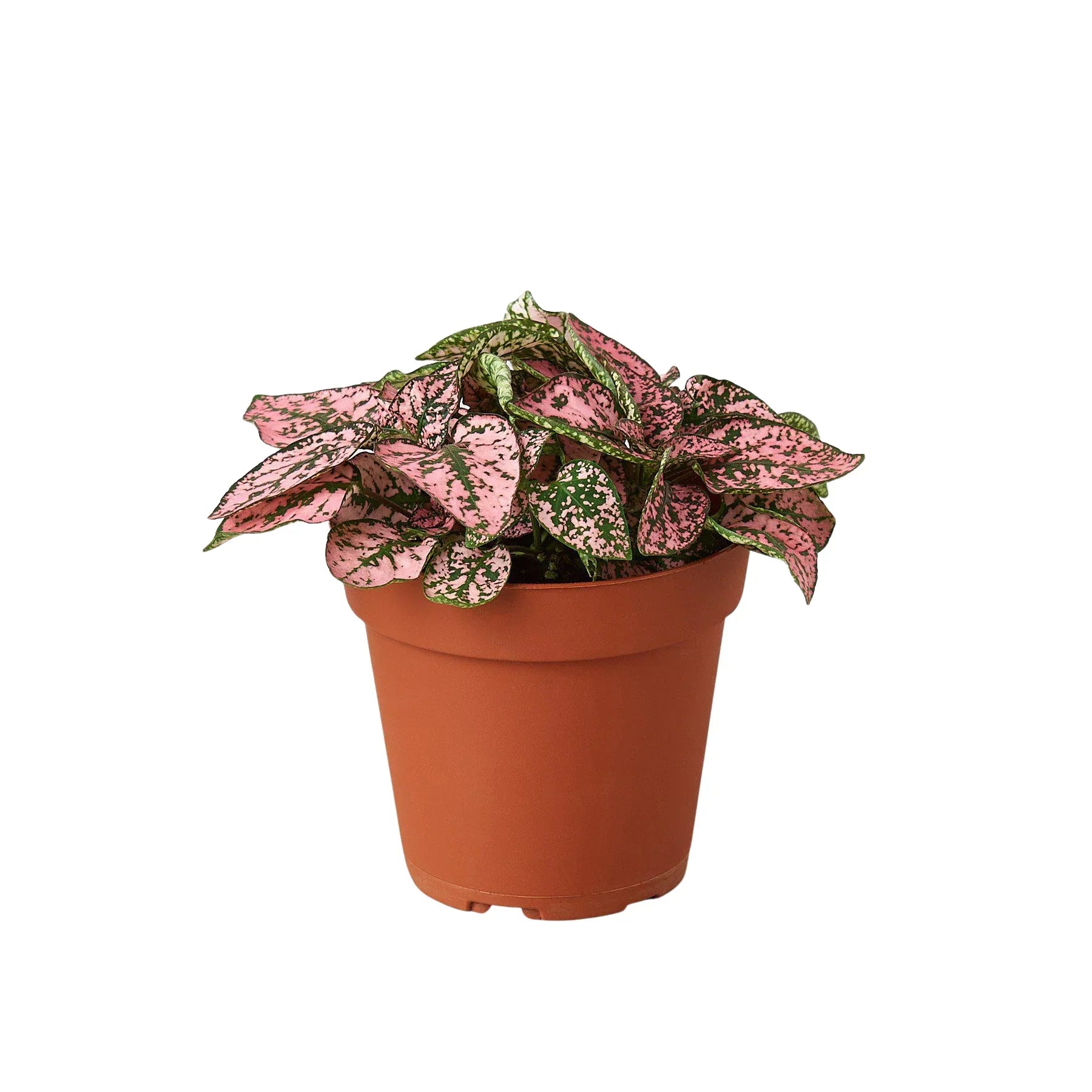 Hypoestes Polka Dot
