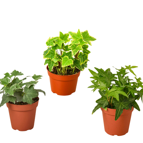3 Different English Ivy Plants - 4" Pot - Live House Plant