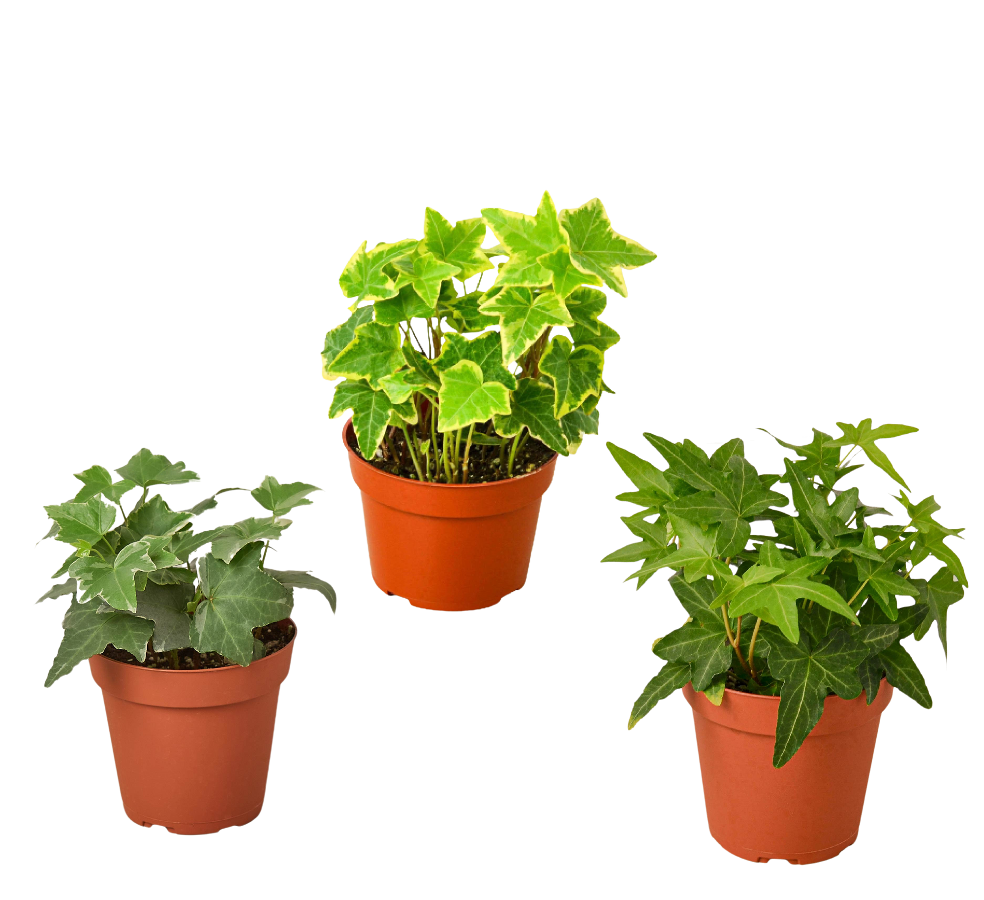 3 Different English Ivy Plants - 4" Pot - Live House Plant