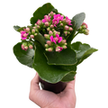 Kalanchoe