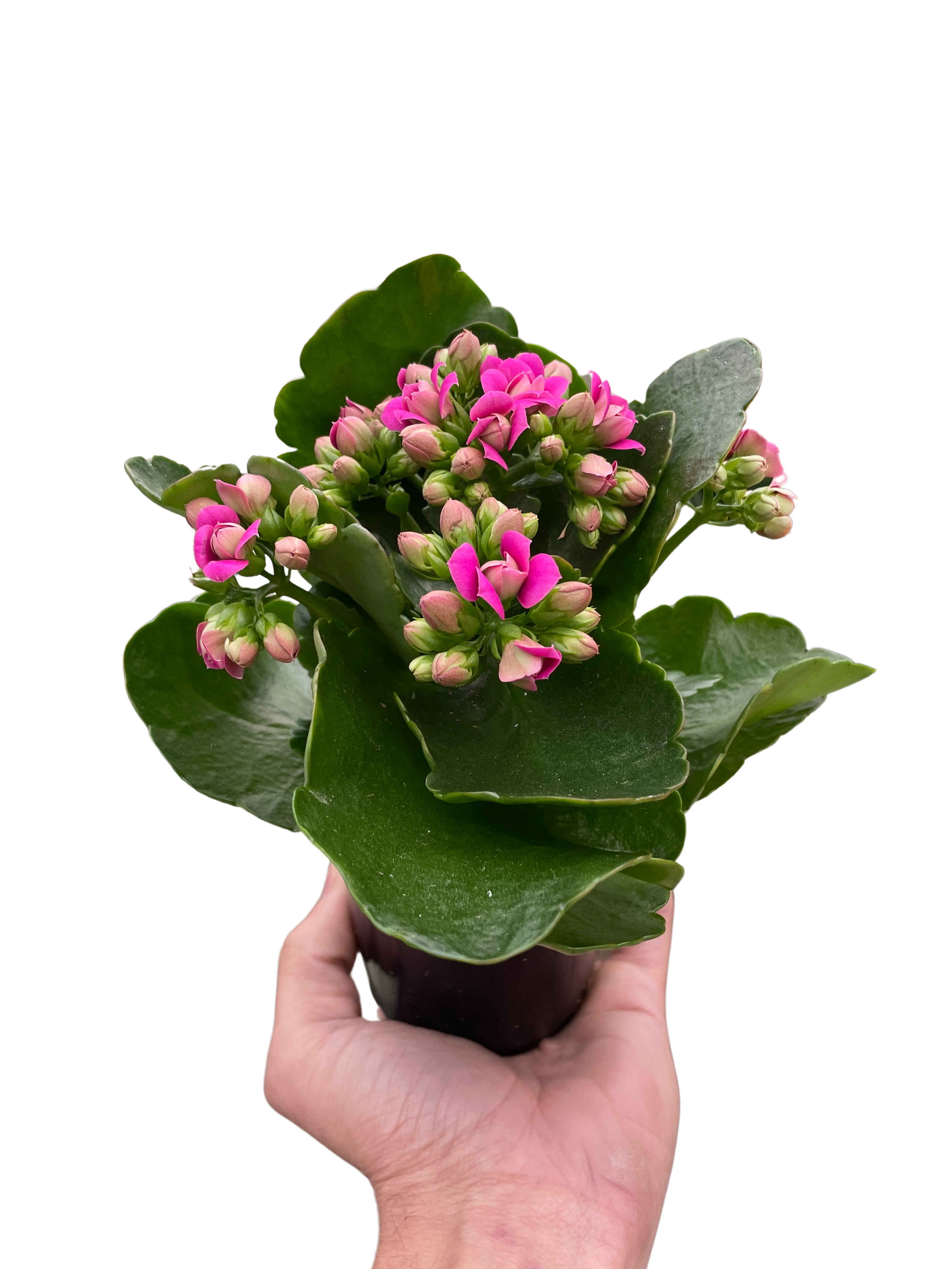 Kalanchoe