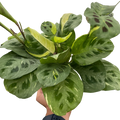 Maranta Variegated Beauty Kim